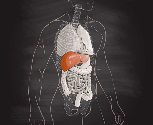 Fígado, o órgão responsável por diversas funções vitais do organismo