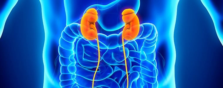 Função renal: o que fazem os rins?