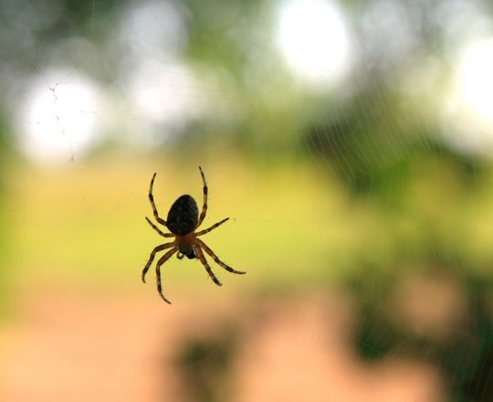 Veneno de aranha pode tratar síndrome do intestino irritável