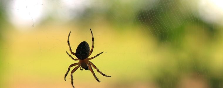 Veneno de aranha pode tratar síndrome do intestino irritável