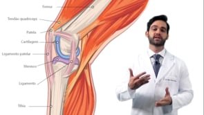 Quais são os ligamentos do joelho, e qual a sua importância?