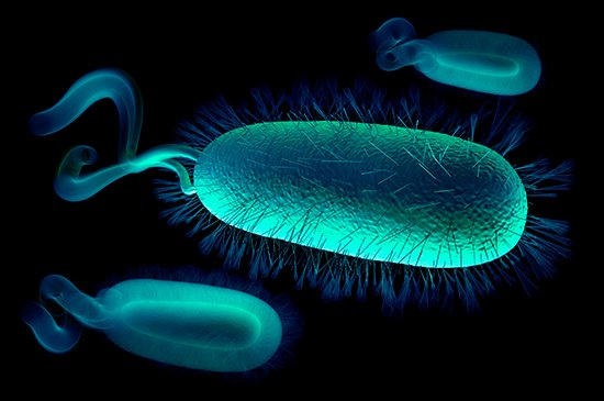 Todo mundo deve investigar a presença de infecção pela bactéria H. Pylori, mito ou verdade?